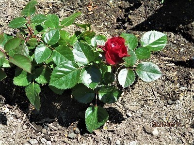 IMG_7354.jpg