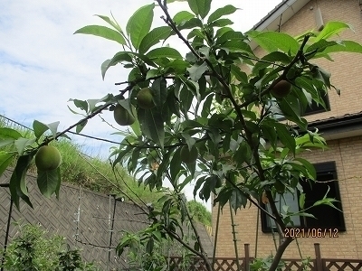 IMG_7736.jpg