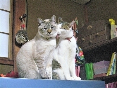 20071230IMG_8266.jpg