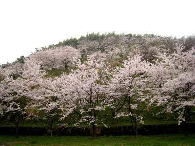 画像を等倍で表示します 画像
