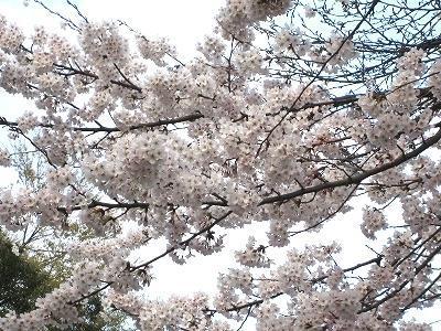 画像を等倍で表示します 画像