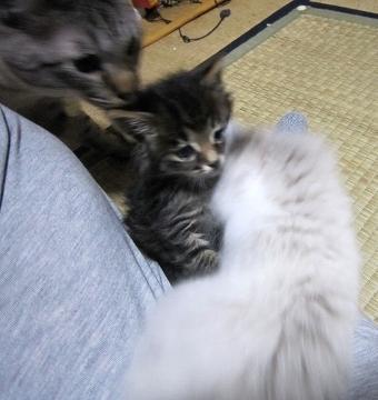 画像を等倍で表示します 画像