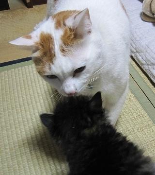 画像を等倍で表示します 画像