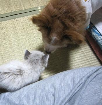 画像を等倍で表示します 画像