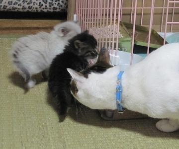 画像を等倍で表示します 画像